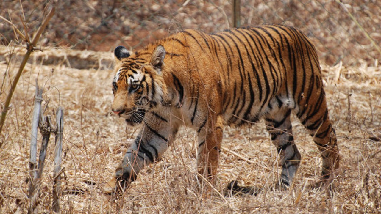 ''Enorme succès'' pour les tigres : la populati...