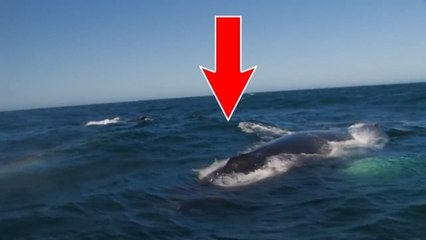 Cette baleine crache de l'eau d'une façon éblouissante