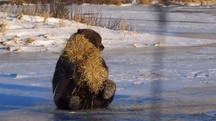 Quand un ours sauvage s'amuse avec une botte de foin