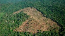 Déforestation : 170 millions d’hectares pourraient disparaitre d’ici 2030, selon le WWF