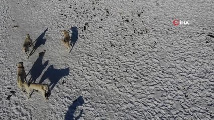 Zorlu şartların güvenilir bekçileri 'Akbaşlar'- Dünyaca bilinen Akbaşlar her türlü hava koşuluna rahatlıkla adapte oluyor- Bu köpek ırkı bölgesini...