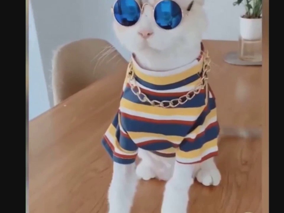 cat funny video  . cute cats