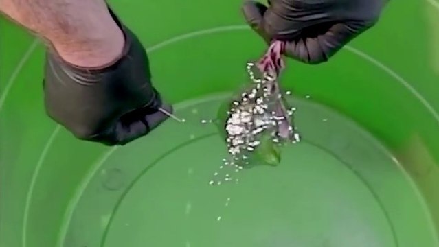 L'étonnante explosion d'un ballon rempli de mercure filmée au ralenti