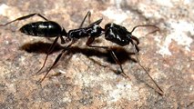 Ces fourmis utilisent une technique étonnante pour s'échapper d'un piège