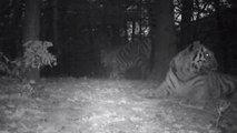 Une vidéo montrant une famille de tigres en Chine redonne espoir pour l'espèce