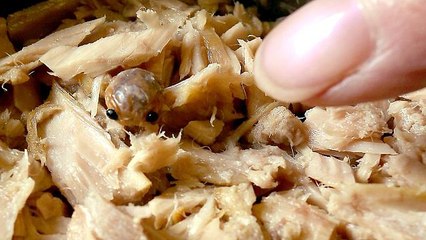 Un redoutable parasite découvert dans... une boite de thon