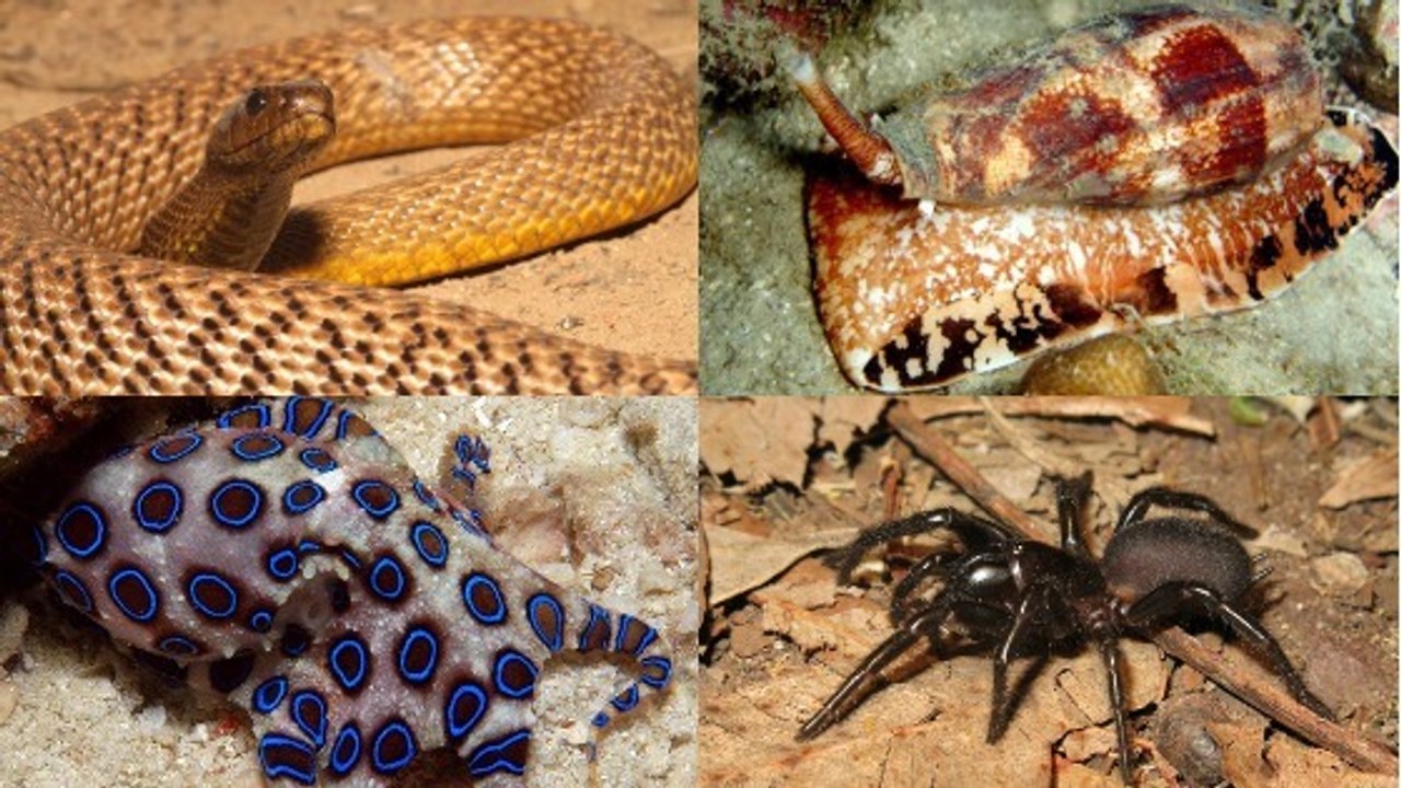 Le top 10 des animaux les plus venimeux d'Australie