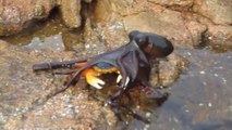 L'étonnante attaque d'une pieuvre sur un crabe filmée en Australie