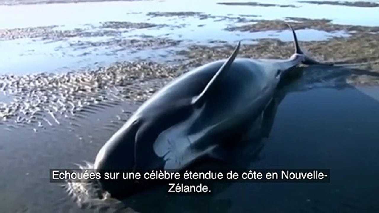 Près de 200 baleines-pilotes s'échouent sur une plage de Nouvelle-Zélande