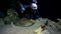 Un extraordinaire cimetière de lémuriens géants découvert dans une grotte sous-marine