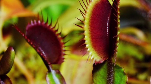 Plongez dans l'intimité des plantes carnivores avec cet incroyable time-lapse