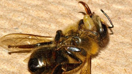 La ''mouche zombie'', le pire cauchemar des abeilles ?