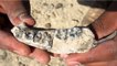 La découverte d'un fossile africain repousse l'origine du genre humain de 400 000 ans