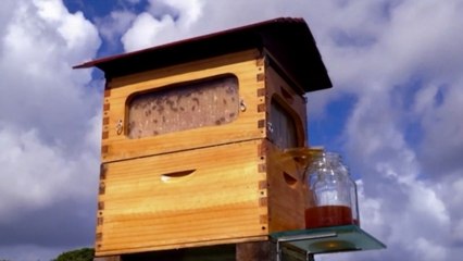 Flow, une ruche innovante pour récolter le miel sans déranger les abeilles