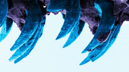 La soie d'araignée n'est plus le matériau naturel le plus solide au monde