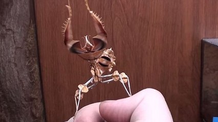 Cette mante vous montre son étonnante technique d'attaque