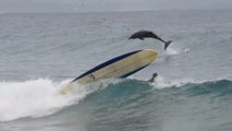 Des dauphins filmés en pleine séance de surf sur une plage en Australie