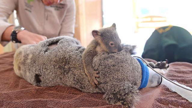 Un koala refuse de quitter sa mère qui doit subir une opération