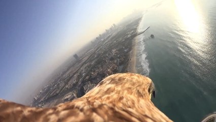 Embarquez sur le dos d'un aigle avec cette vidéo à couper le souffle