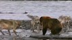 Quand un grizzly affronte quatre loups pour s'inviter à leur repas