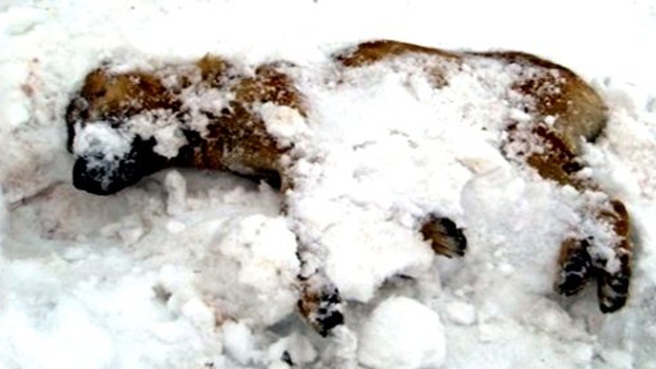 Mann findet steifgefrorenen Welpen im Schnee. Doch dann hört er ein Wimmern!