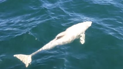 Un marsouin blanc extrêmement rare aperçu au Danemark