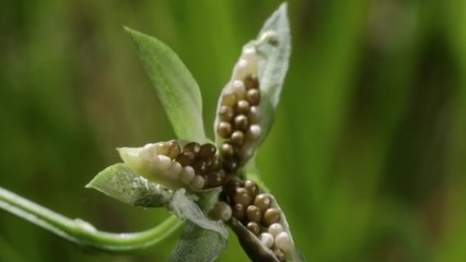 Observez ces plantes ''explosives'' disséminer leurs graines en slow-motion