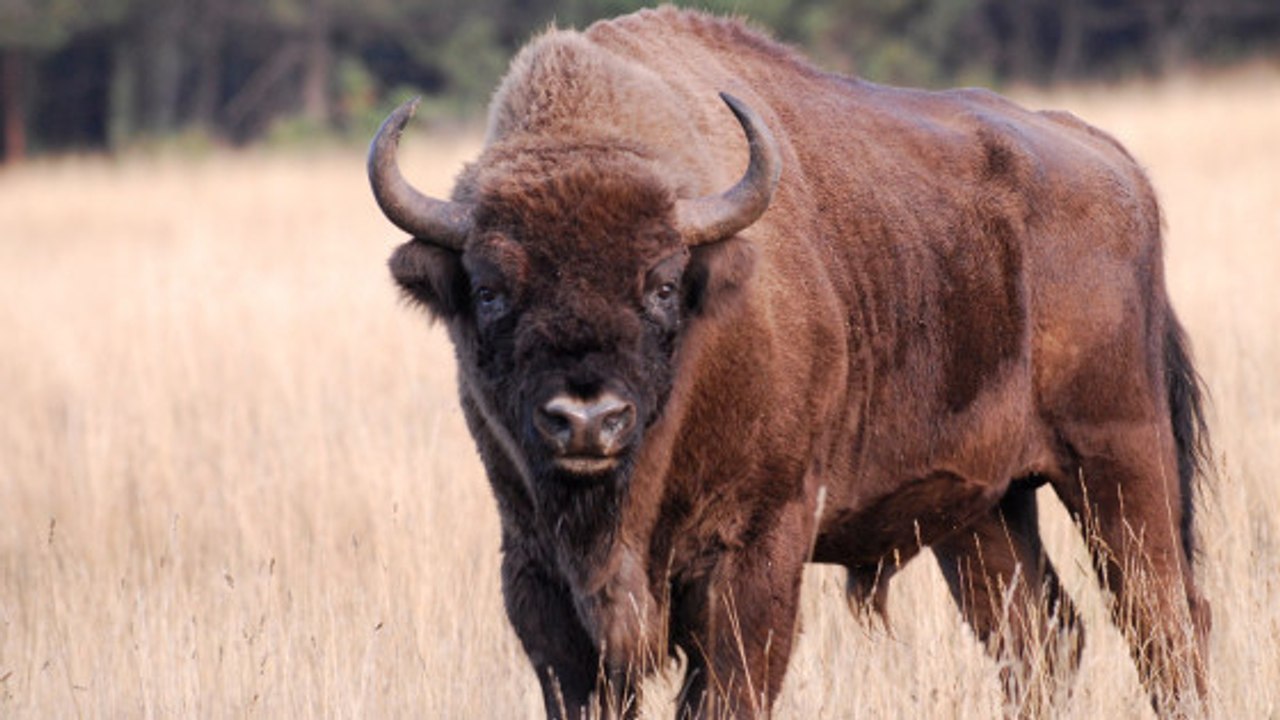 Des bisons d'Europe ayant frôlé l'extinction goûtent à la liberté en Roumanie