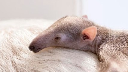 Un tamandua, curieux petit animal, voit le jour au zoo de Denver