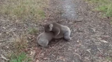 Deux koalas surpris en plein combat de lutte sur une route australienne