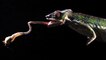 Observez ce caméléon capturer une proie au ralenti avec son incroyable langue