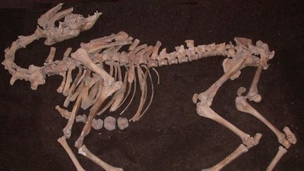 Ce squelette vieux de 300 ans découvert en Autriche n'est pas ce qu'on pensait