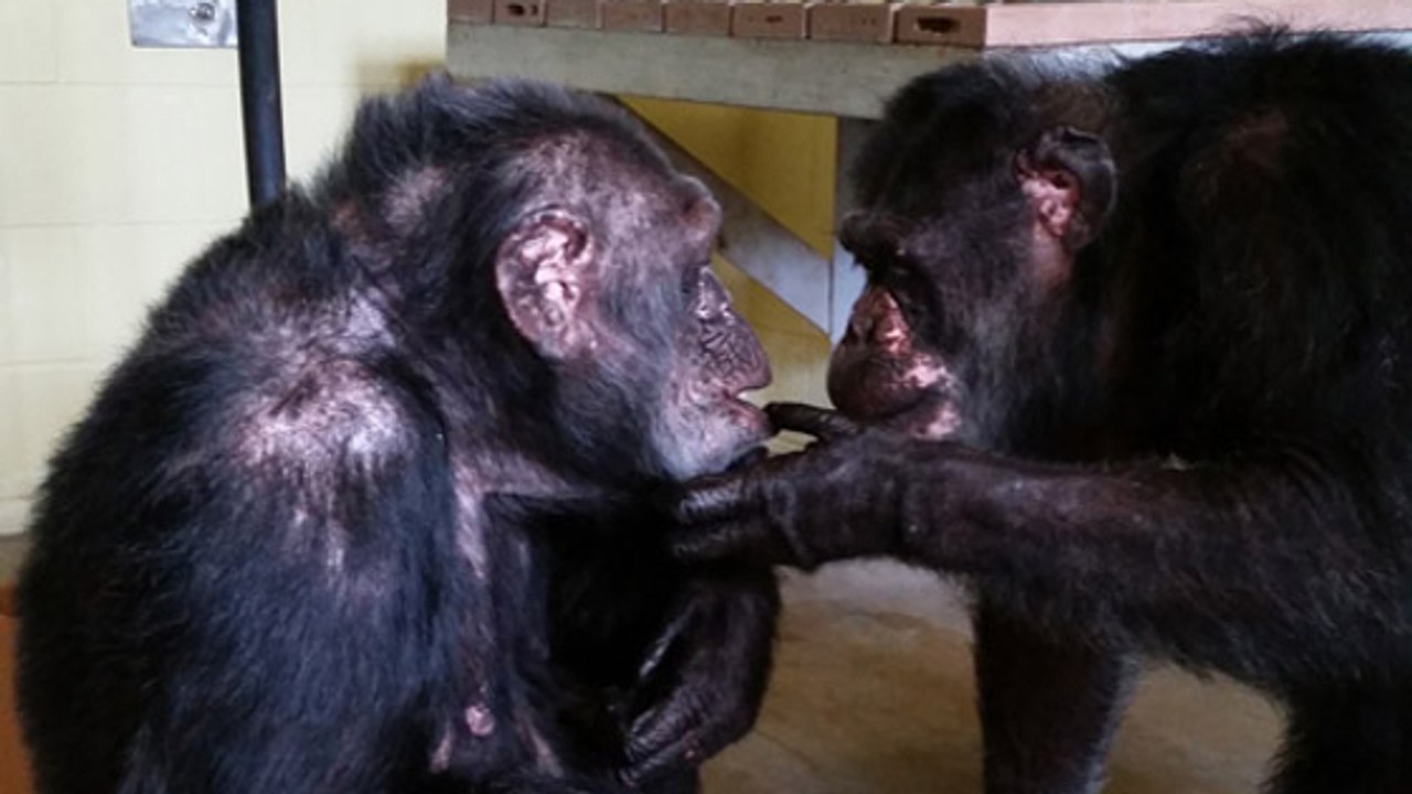 Après trois ans de solitude dans un zoo, un chimpanzé rencontre pour la première fois un congénère