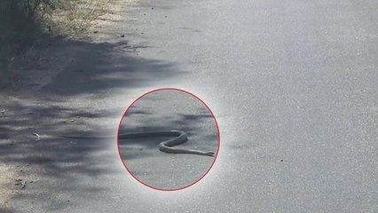 Le curieux comportement d'un mamba noir filmé dans le parc Kruger