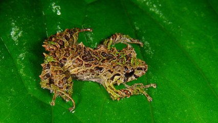 Une grenouille capable de transformer sa peau découverte en pleine jungle