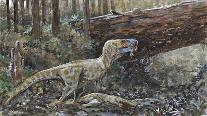 Les tyrannosaures étaient-ils cannibales ? Le crâne d'un cousin du T.rex pourrait le confirmer