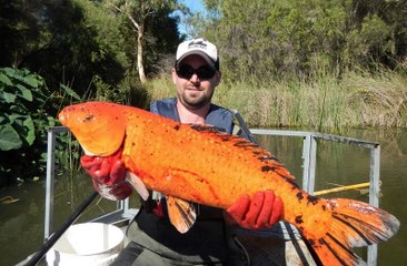 Des poissons rouges géants dévastent les écosystèmes des rivières en Australie