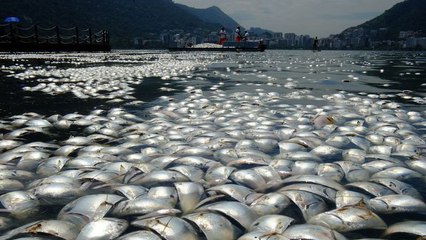 Plus de 30 tonnes de poissons morts découvertes dans la baie de Rio siège des JO 2016