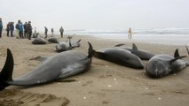 L'échouage de 160 dauphins fait craindre la survenue d'un nouveau séisme au Japon