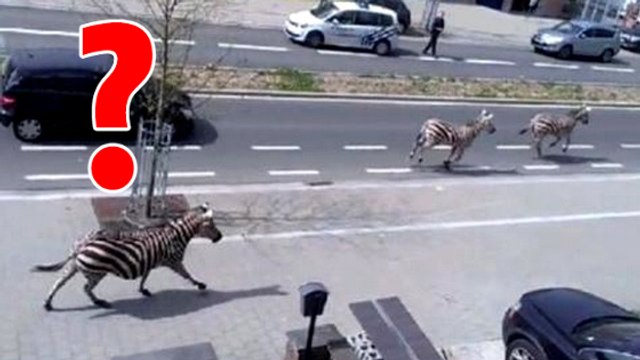 Quatre zèbres en cavale aperçus dans la banlieue de Bruxelles
