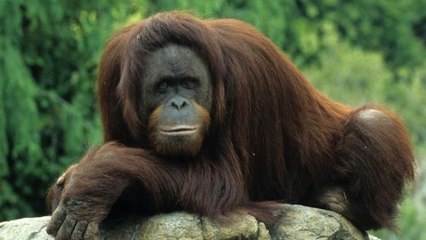 Quand un orang-outan partage son repas avec des chimpanzés