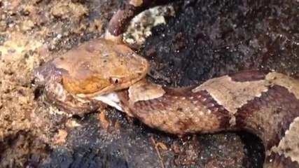 Ce serpent décapité est encore prêt à mordre