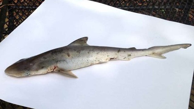 Quand un requin tombe du ciel et atterrit dans un jardin