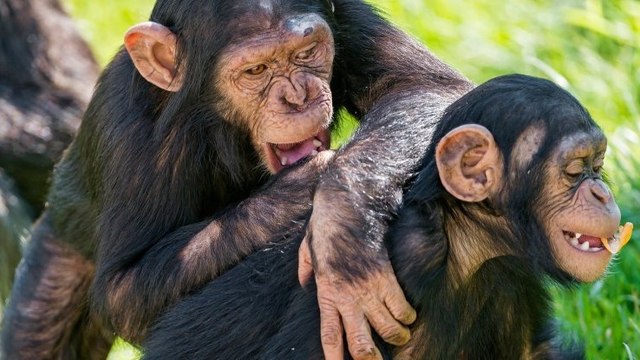 Deux chimpanzés se voient accorder les mêmes droits que des humains