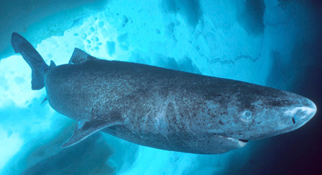 Un très rare requin dormeur filmé à l'intérieur d'un volcan sous-marin par hasard