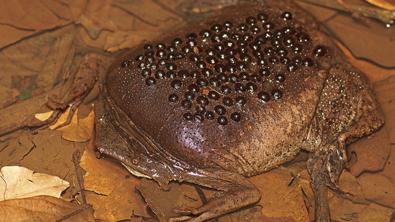 L’étonnante éclosion d’œufs du crapaud de Surinam