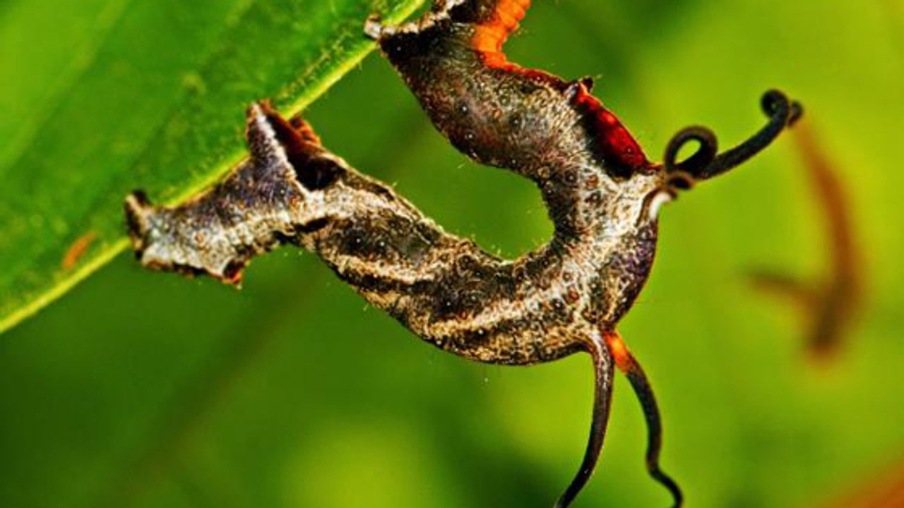 Une étrange chenille dotée de tentacules retrouvée en Amazonie