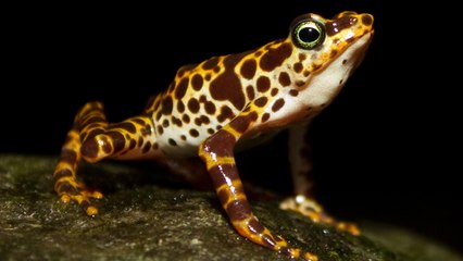 Une espèce sur six pourrait disparaitre à cause du changement climatique