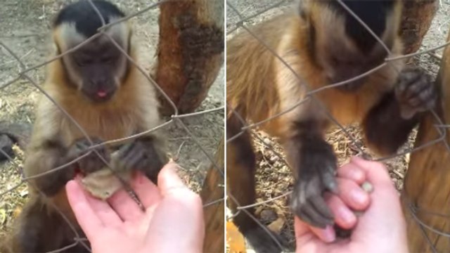 Quand un petit singe apprend à un humain comment écraser des feuilles