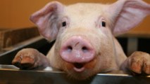 Première greffe réussie d'un poumon artificiel sur un cochon